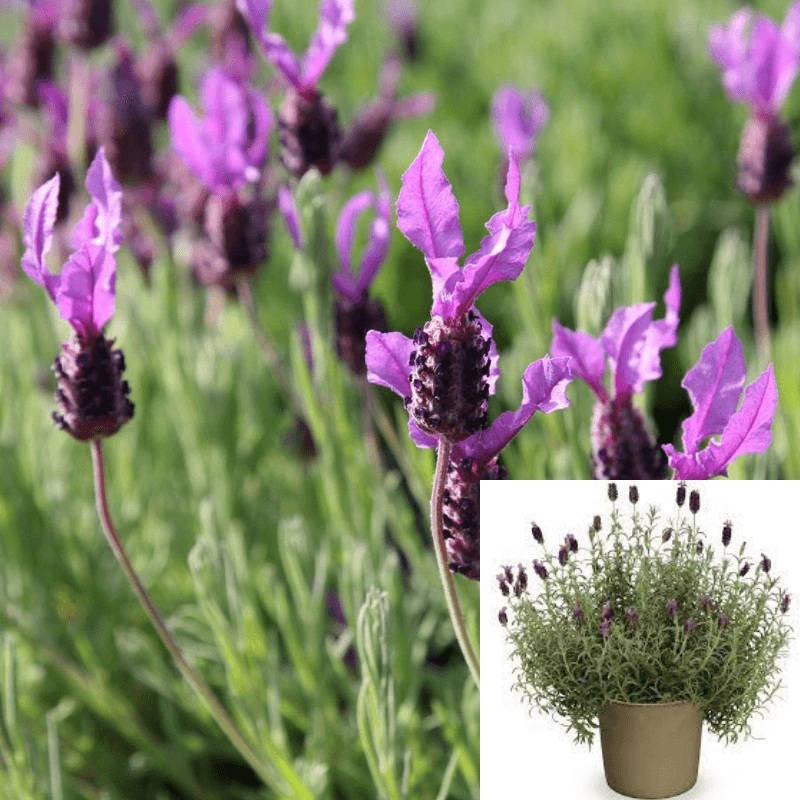 Lavandula Otto Quasti 5 Gallon Spanish Lavender Purple Her Bal Plant Fragrans Live Plant Outdoor Fr7