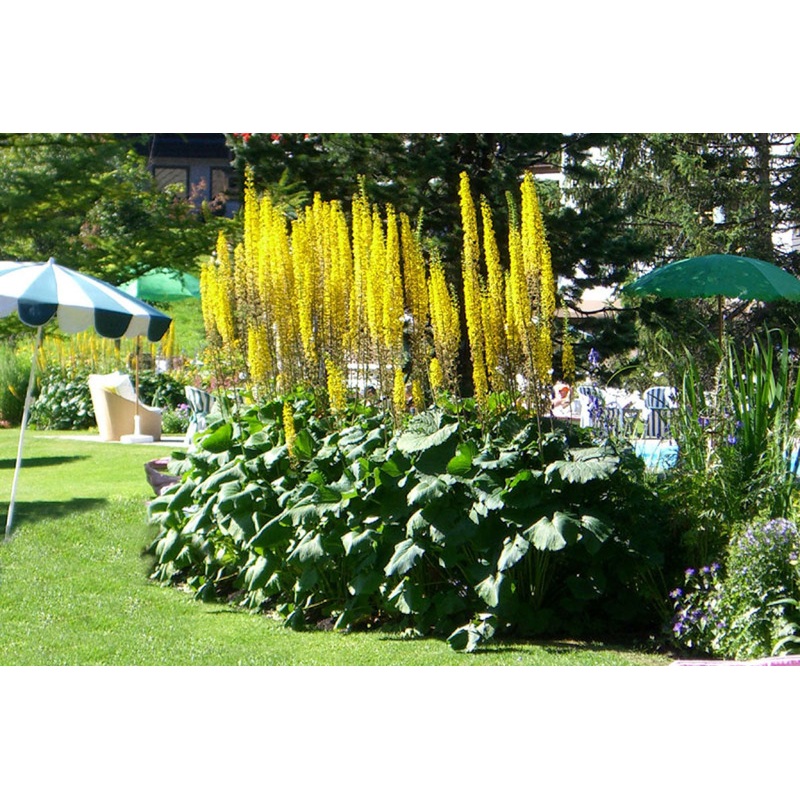Ligularia ‘The Rocket’|Approx. 0.5 litre pot