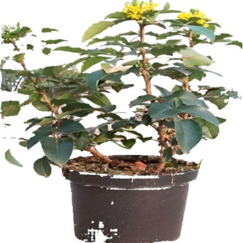 Mahonia Repens Plant Oregon Grape Yellow 5 Gallon Creeping Creepin Live Plant Fr7