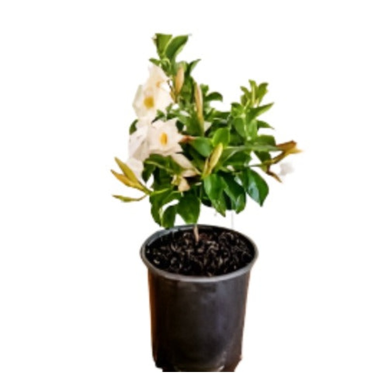 Mandevilla Apricot 1 Gallon Ht7 Sun Parasol Plant Flower Live Plant Bell Flower Vine Hanging Climbing Plant