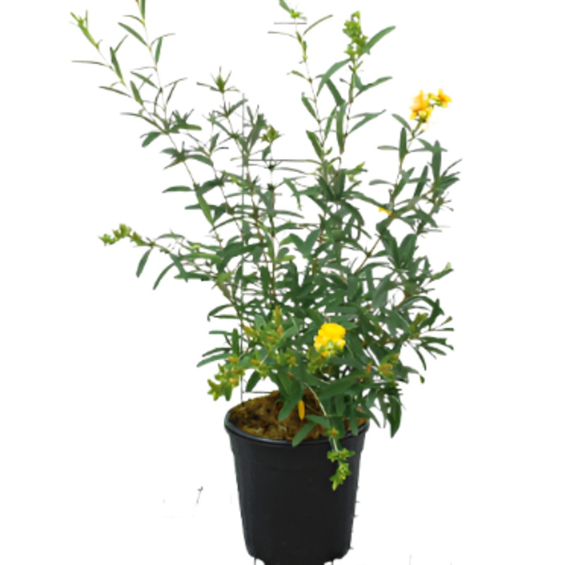 Mimulus Aurantiacus 1 Gallon Monkey Musk Flower Shrub Live Plant Fr7