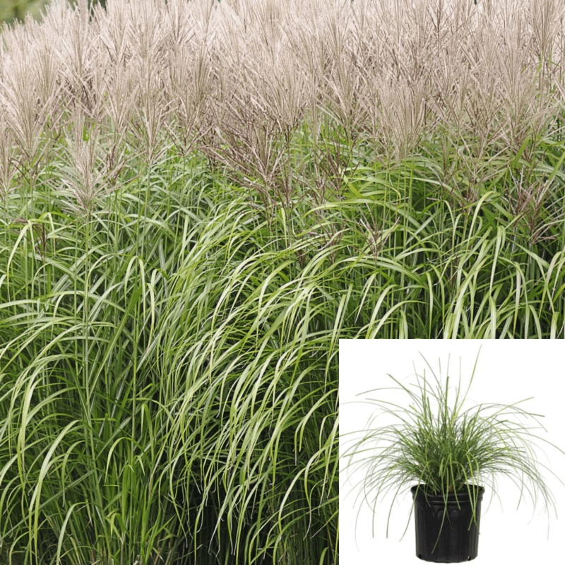 Miscanthus Morning Light 1 Gallon Ornamental Grass Live Plant Fr7