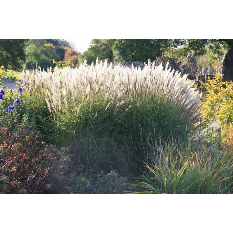 Miscanthus sinensis ‘Undine’|Approx. 0.5 litre pot