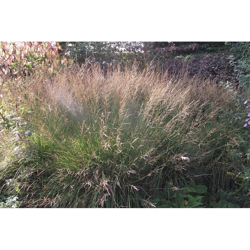 Molinia caerulea subsp. caerulea ‘Edith Dudszus’
