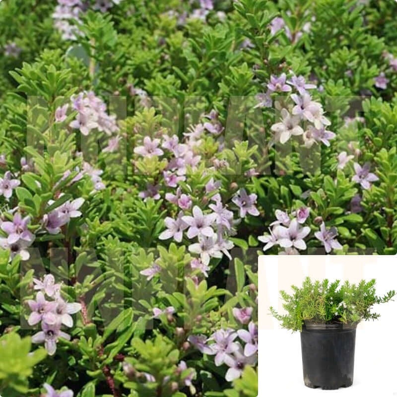 Myoporum Parvifolium 1 Gallon Boobialla Plant Pink Creeping Live Plant Mrfr7