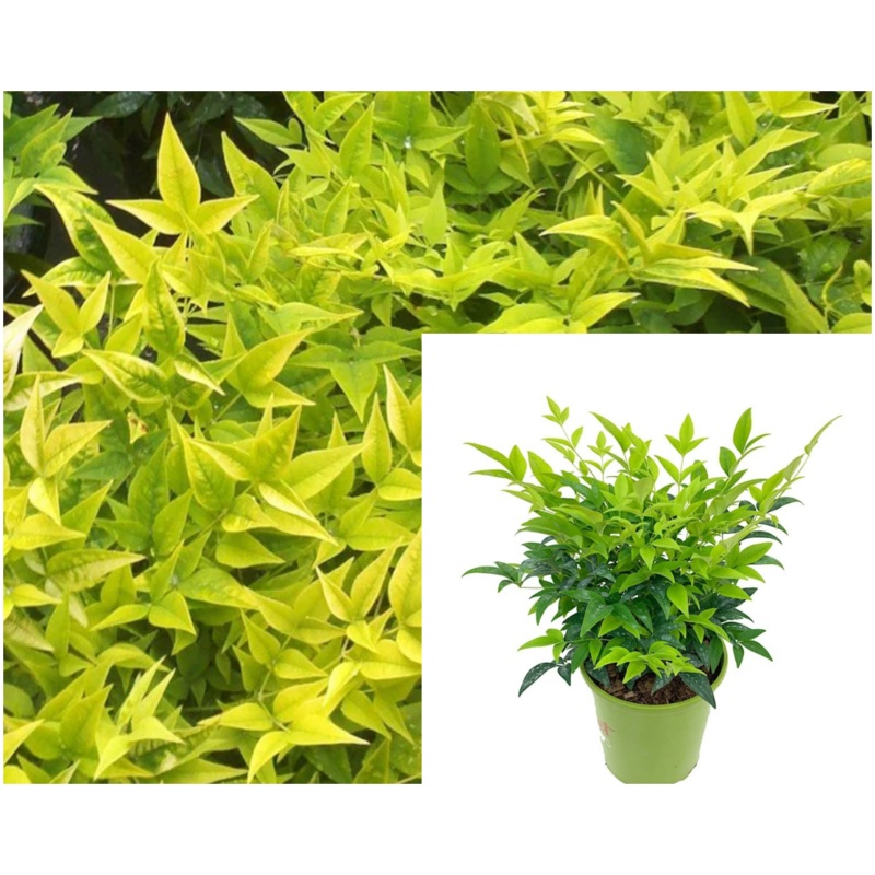 Nandina Lemon Lime 1 Gallon Plant Heavenly Bamboo Palnt Shrubs Live Plant Fr7