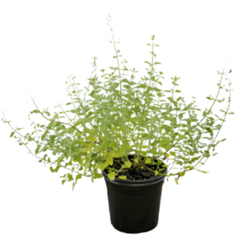 Nepeta Faassenii Walker Low 1 Gallon Lavender Catmint Plant Walker