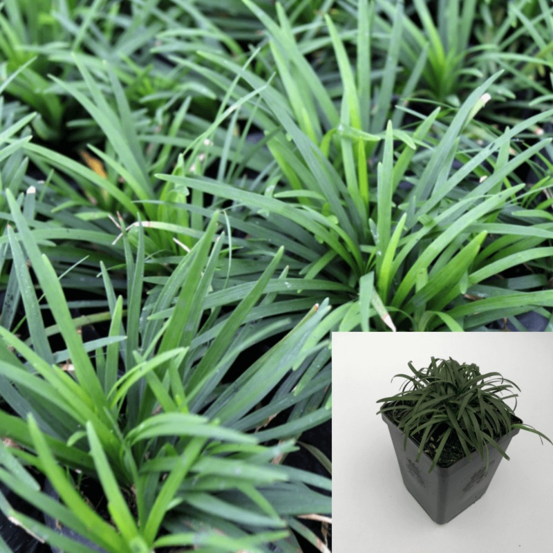 Ophiopogon Japonica Nana Plant 12Packs Of 2Inches Pot Dwarf Mondo Grass Ground Cover Live Plant Gro
