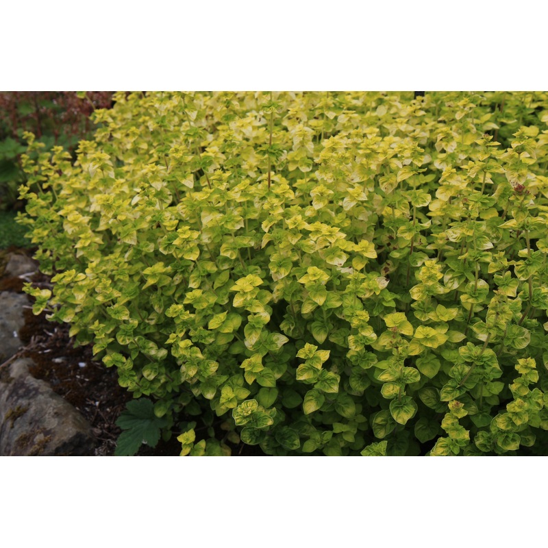 Origanum vulgare ‘Gold Tip’ (v)