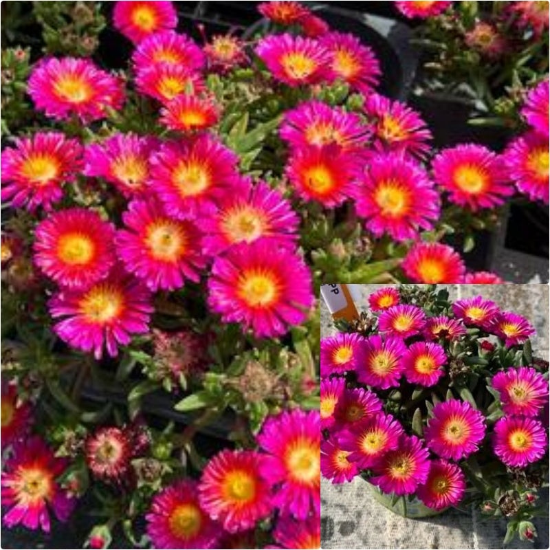 Perennials Delosperma Next Level Magenta 6 Inches Ice Plant Live Plant Pr7