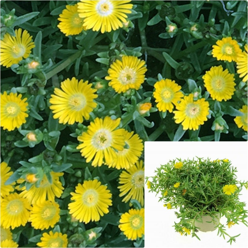 Perennials Delosperma Wow Golden 6 Inches Ice Plant Live Plant Pr7