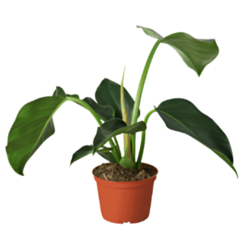 Philodendron Congo 6Inches Pot Philodendron Green Congo Plant Larger Than Rojo Congo Live plant Pr7