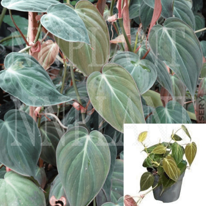 Philodendron Micans 4Inches Plant Philodendron Micans Plant House Plant Large Live plant Pr7