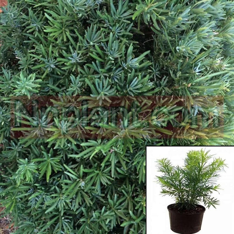 Podocarpus Macrophyllus 5 Gallon Big Leaved Japanese Jew Pine Tree Live Plant Fr7
