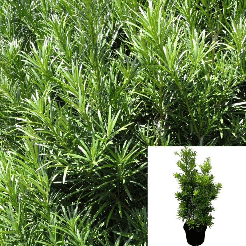 Podocarpus Macrophyllus 5 Gallon Big Leaved Podocarp Plant Japanese Yew Live Plant Outdoor