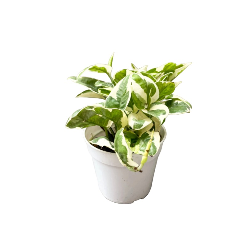 Pothos pearl and Jade 4 Inches Epipremnum Aureum Good In Low Light Live plant Ht7 Pr7