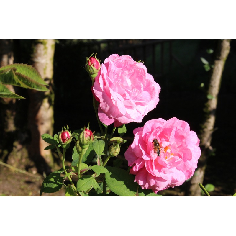 Rosa ‘Gloire des Mousseuses’ (CeMo)