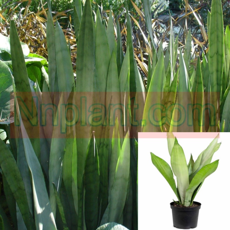Snake Plant Moonshine 4Inches Plant Mother In Law Tongue Houses Air Purifying Live plant Pr7