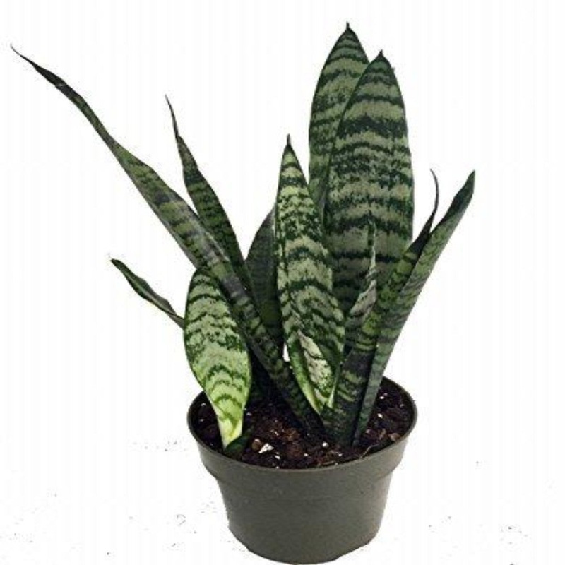 Snake Plant Zeylanica 4Inches Pot Premium Live plant Pr7