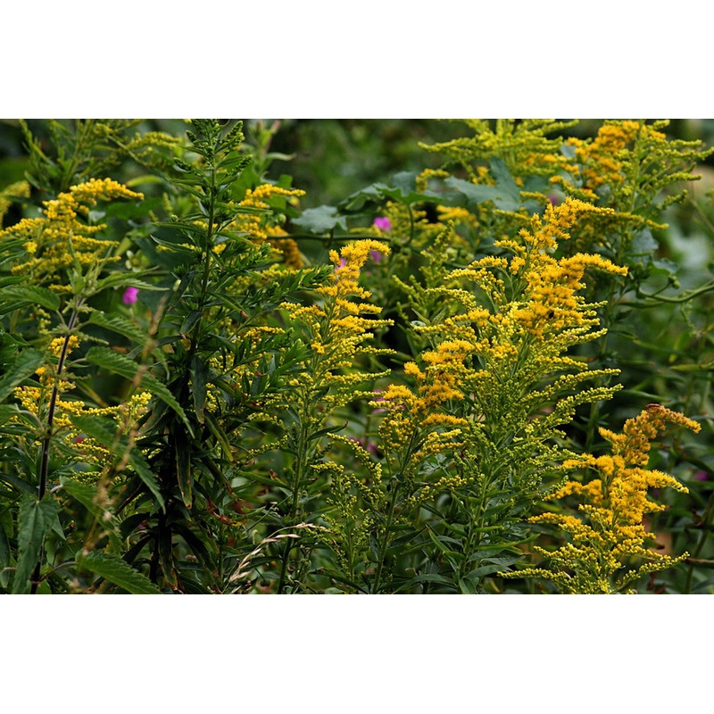 Solidago ‘Goldkind’|Approx. 0.5 litre pot