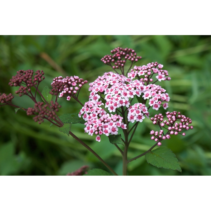 Spiraea japonica ‘Little Princess’