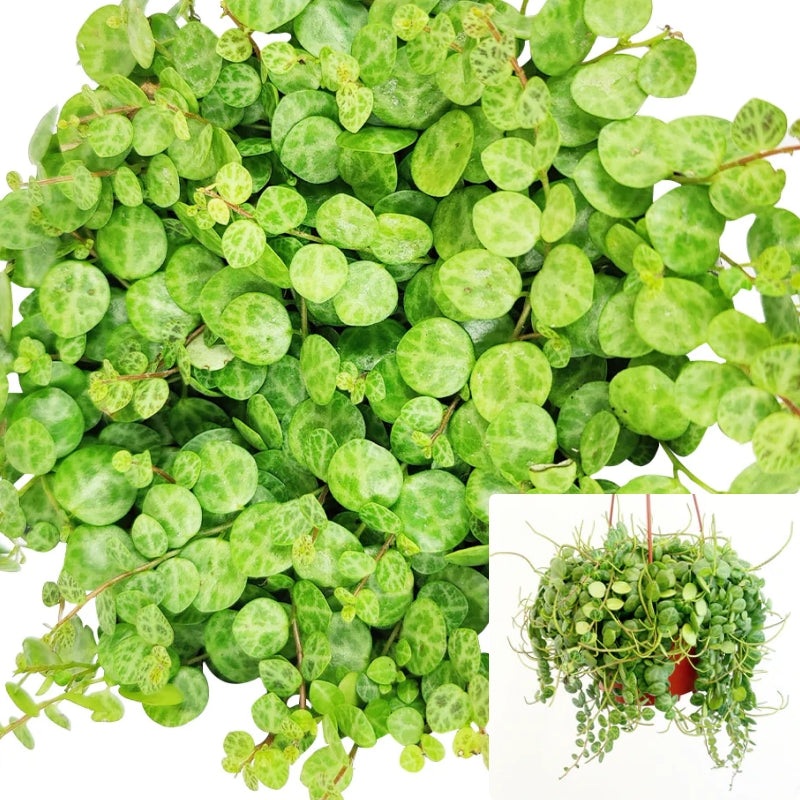 String Of Turtles 6Inches Peomia Prostrata hanging vine creeping rare Premium Pr7