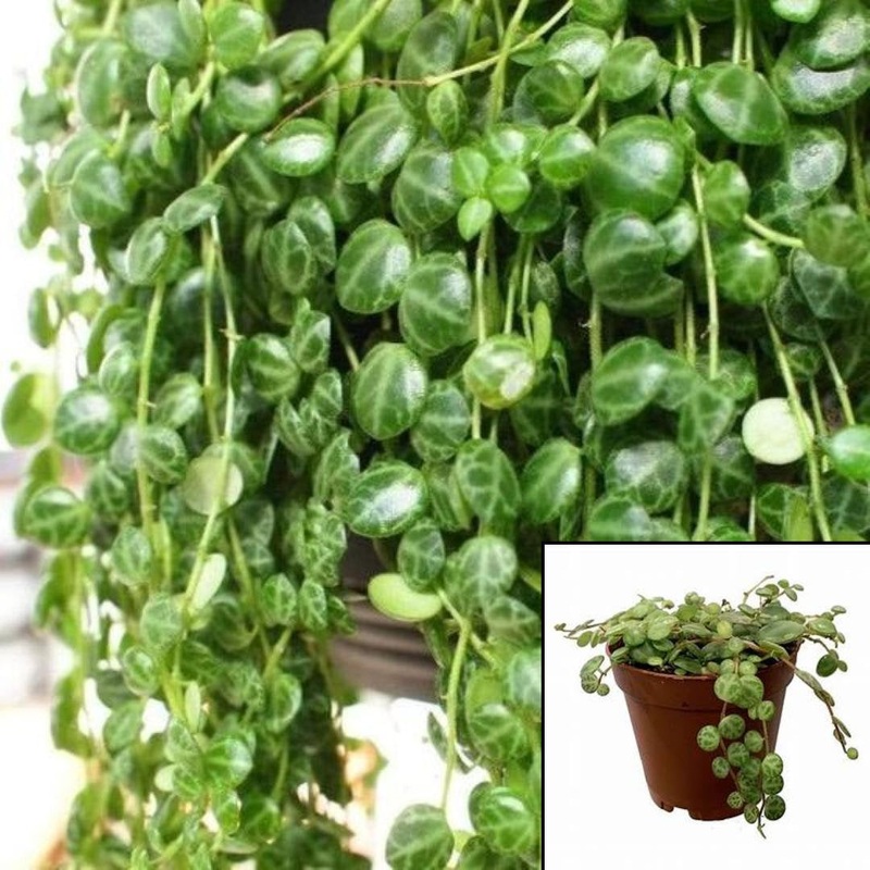 String Of Turtles Plant Peperomia Prostrata rare house Live rare plant 4 Inches Live plant Pr7