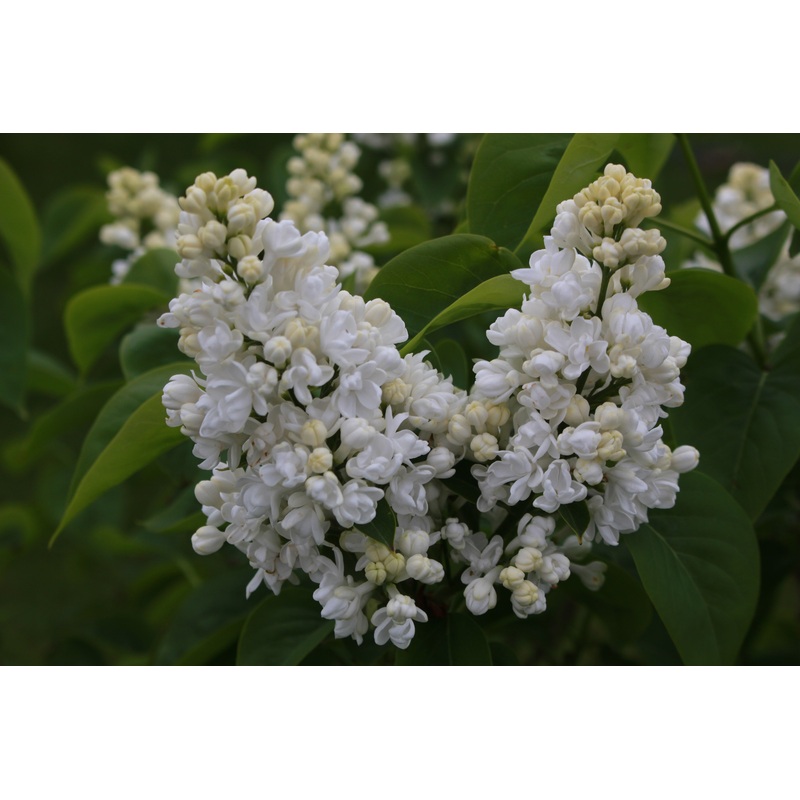 Syringa vulgaris ‘Madame Lemoine’ (d)