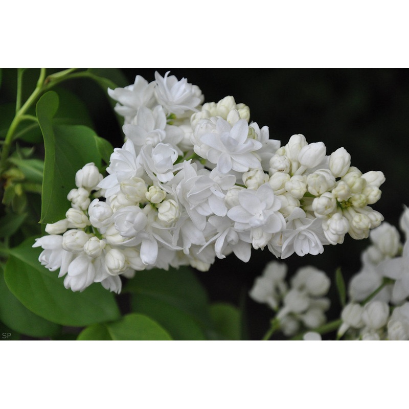 Syringa vulgaris ‘Souvenir d’Alice Harding’ (d)