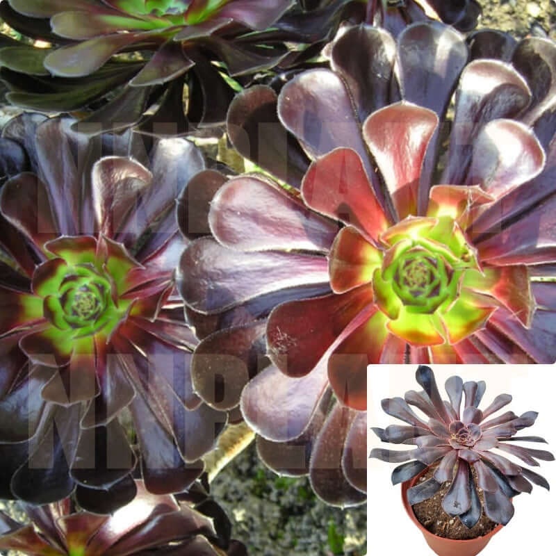 12Packs Of 2Inches Of Aeonium Black Rose Moyal Purple Plant Aeonium Purple Arboreum Succulent Rose Tree Rare Live Plant Ht7 Best