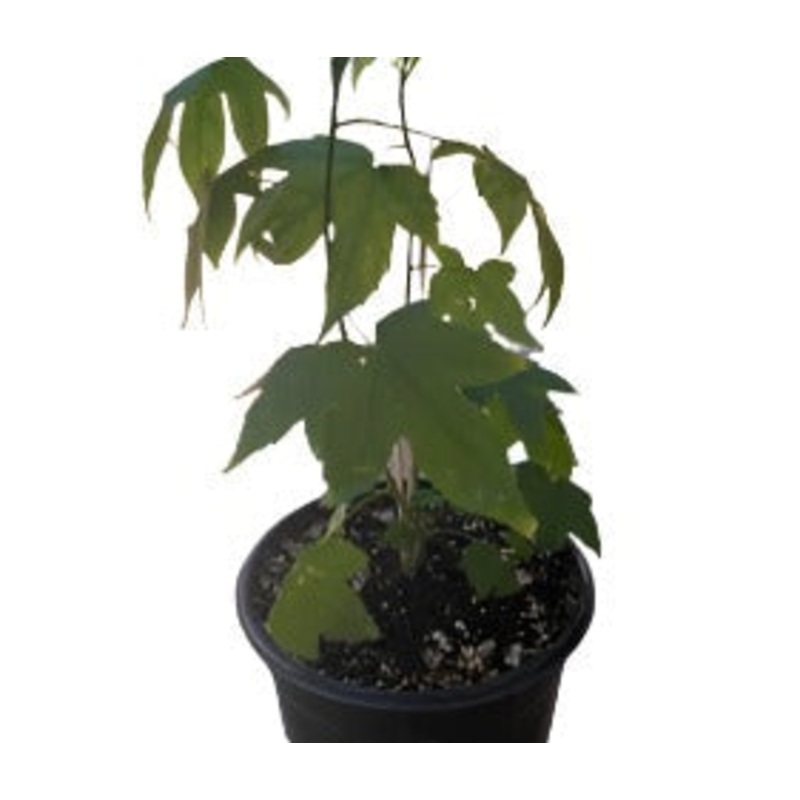 Abutilon Red 1 Gallon Ht7 Abutilon Flowering Maple Red Abutilon Red Plant Indian Mallow Full Live Plant Ht7