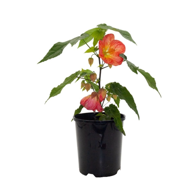 Abutilon Tangerine 1 Gallon Abutilon Flowering  Maple Plant Chinese Bellflower Live Plant Pr7 Ht7