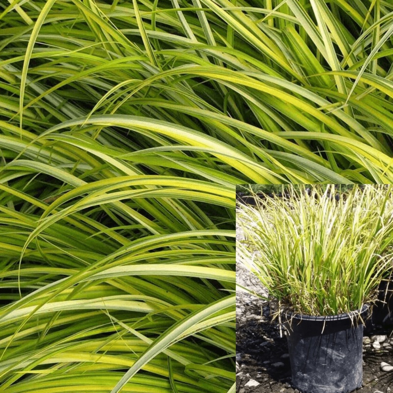 Acorus Ogon 1 Gallon Acorus Gramineus Ogon Plant Lime 1 Gallon Acorus Gra Ogon Plant Japanese Sweet Flag Plant Grass Live