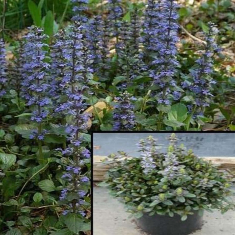 Ajuga Mint Chip Plant 6Packs Of 2Inches Pot Carpet Bugleweed Blue Bugle Bugleherb Carpet