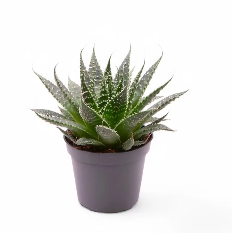 Aristaloe aristata 1 Gallon Plant Lace Aloe Plant Slippery one Live Plant Ht7