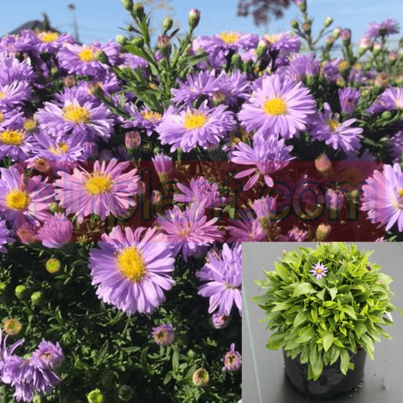 Aster Kickin Carmine Plant 6Packs Of 2Inches Pot Compact Purple Live Plant M