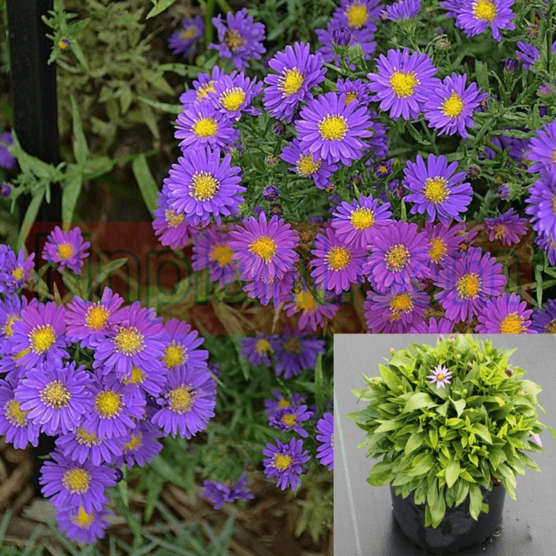 Aster Kickin Purple Plant 6Packs Of 2Inches Pot Compact Live Plant Ground Cover