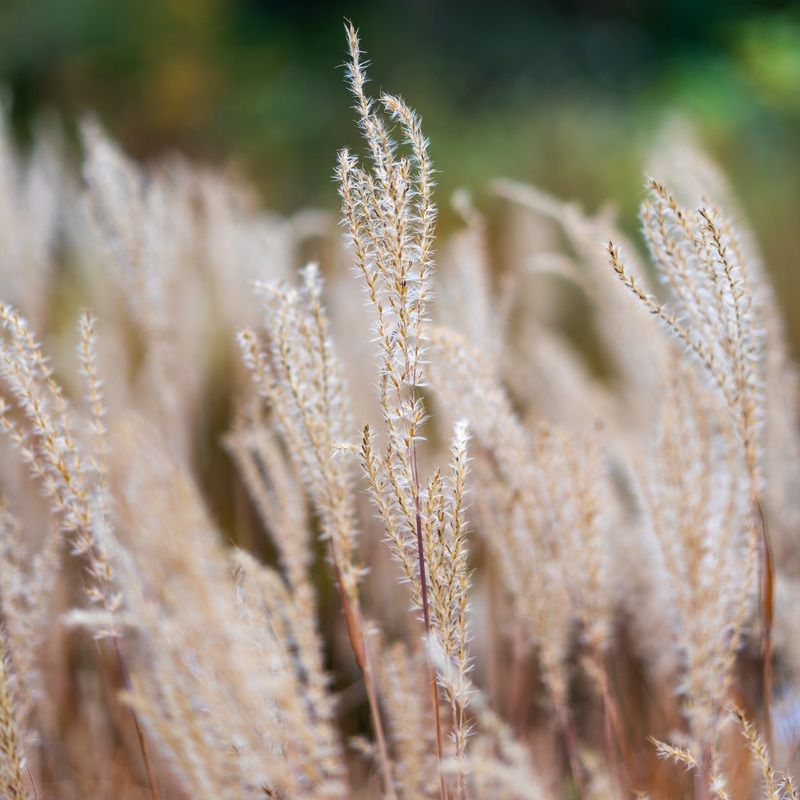 Autumn Flame Grass – Miscanthus purpurascens