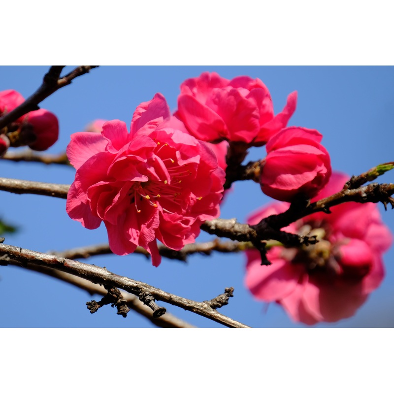 Crimson Cascade Weeping Peach Tree
