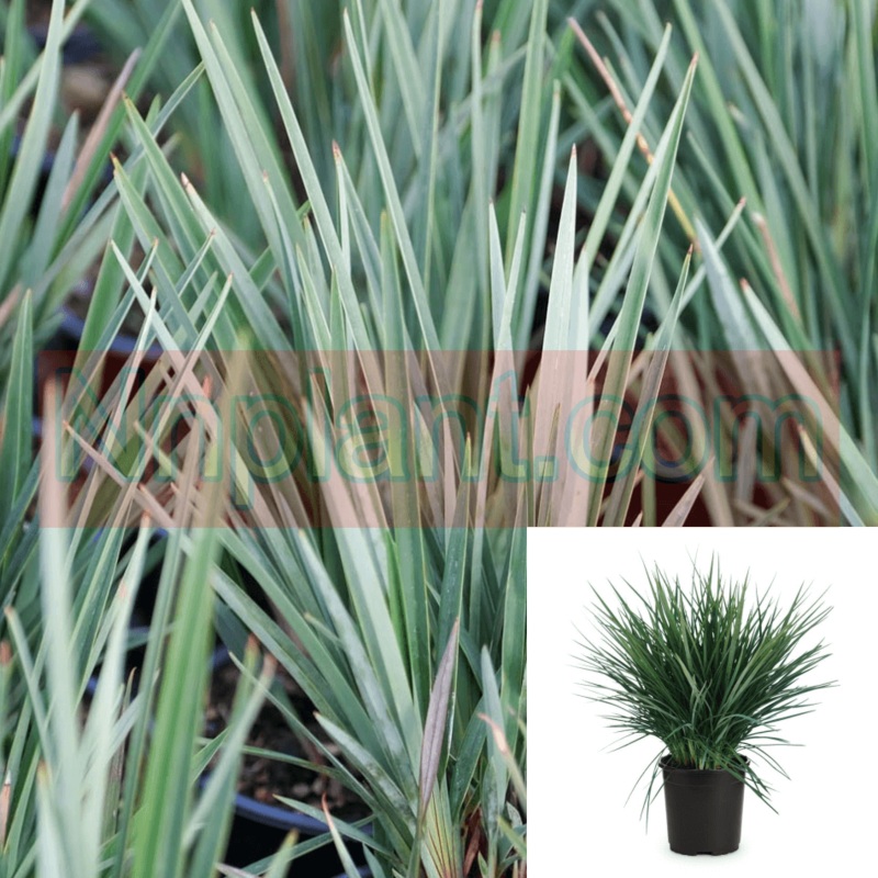 Dianella Baby Bliss 1 Gallon Pot Native Flax Outdoor Live Plant Fr7