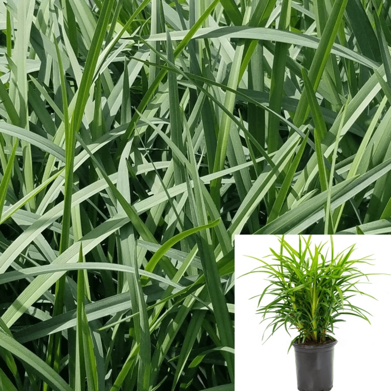 Dianella Little Becca 1 Gallon Flax Lily Full Live Plant Fr7