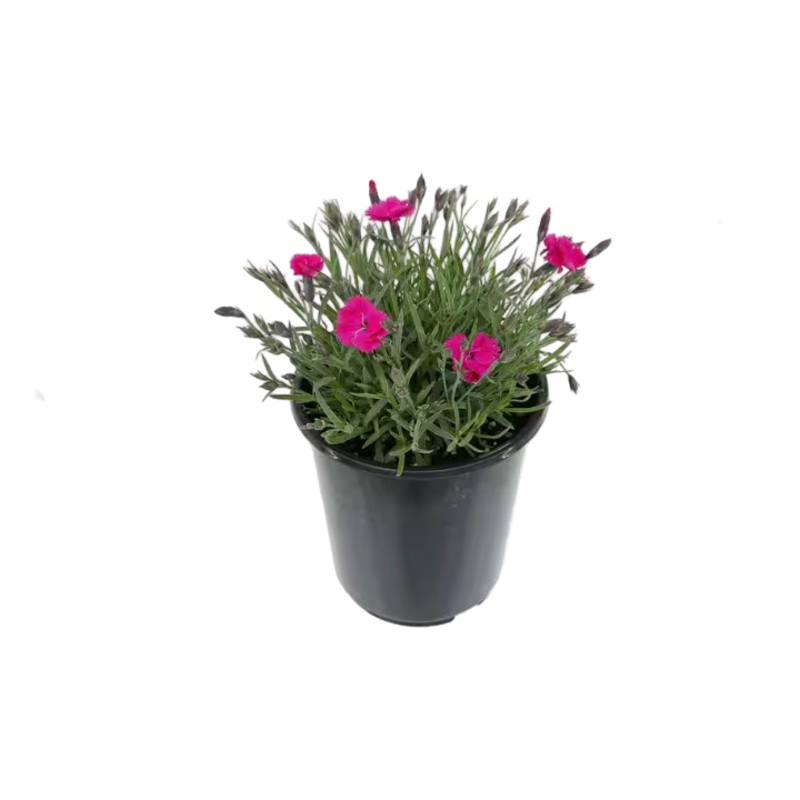 Dianthus Kahori Scarlet 4inches Plant Beauties Carnations Pinks Flower Live Plant Ht7
