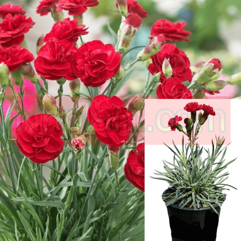 Dianthus Passion Plant 12Packs Of 2Inches Pot Carnation Red Live Plant Ground Cover Rea