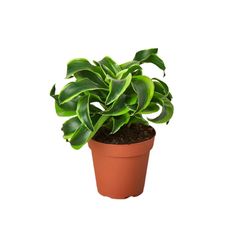 Dracaena Tornado 6Inches Plant Dracaena Fragrans Tornado Premium Foliage Live Plant Pht7
