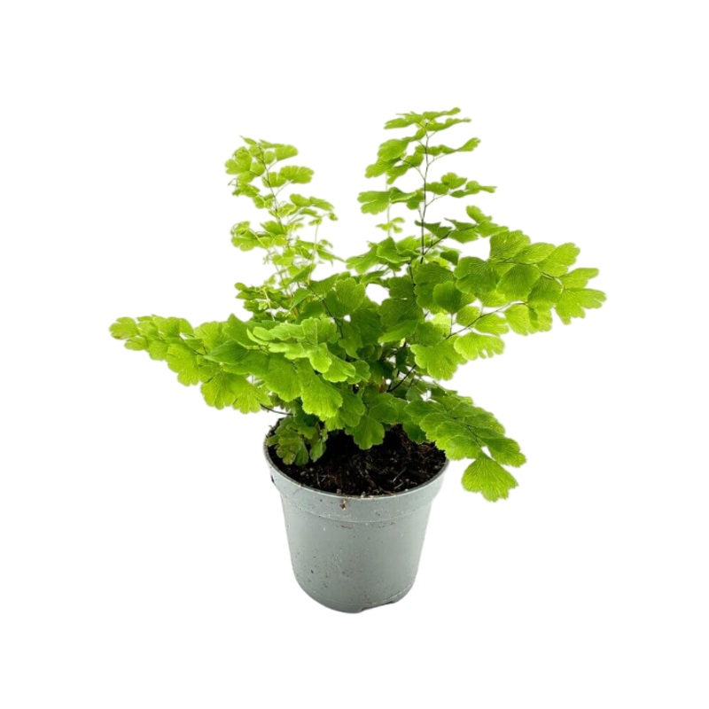 Fern Maid Fern 4inches Pot Fern Plant Adiantum Maidenhair Fern Plant Adiantum Raddianum Fern Live Plant Best ht7
