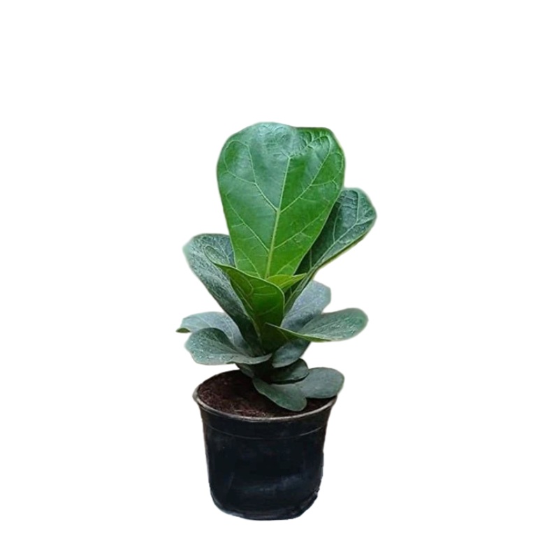 Ficus Lyrata 4inches Plant Fiddle Leaf Fig From Houselive Plant Ht7