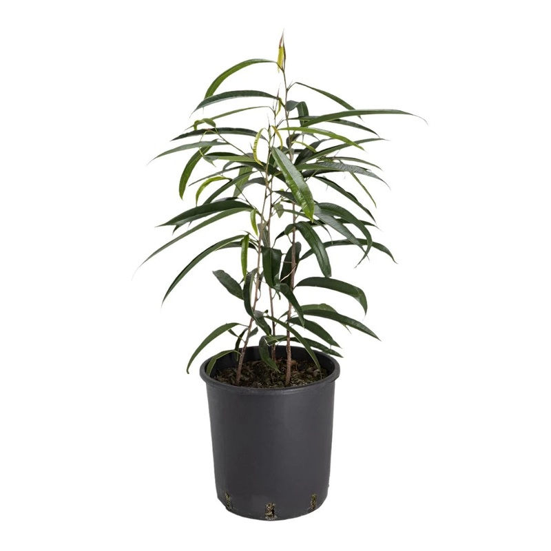 Ficus Sabre 4  pot Ficus longifolia Narrow Leaf Fig Plant Banana Leaf Fig best Live Plant Ht7