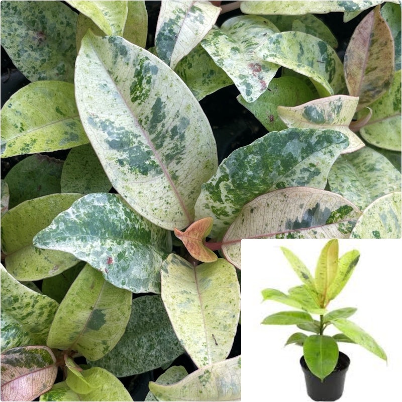 Ficus Shivereana Moonshine 6inches Plant Rubber Plant Ficus Elastica Roxb Live Plant Pr7
