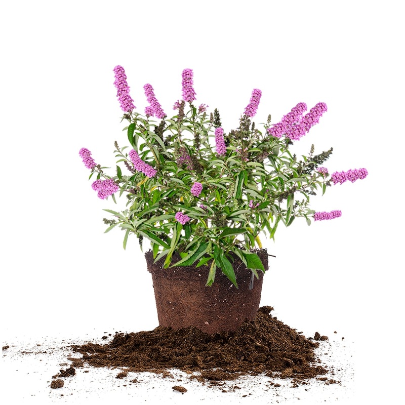 Flutterby Petite Tutti Fruitti Butterfly Bush