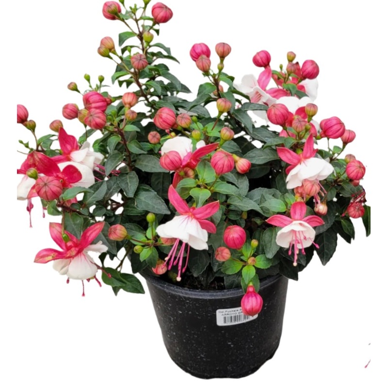 Fuchsia Ballerina Arabesque 1 Gallon Fuchsia Flower Plant Outdoor Live Plant Pr7 Ht7